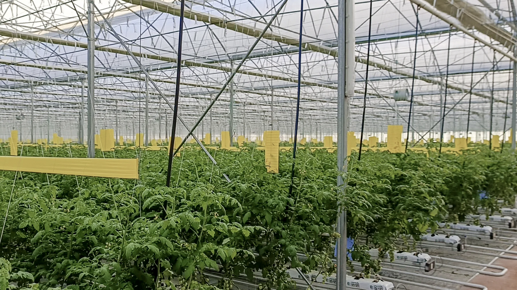 Smyrna Seracılık üretim alanı; bitki sıraları ve sera içi ısıtma hatları